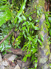 Pothos chinensis, photograph (c) Kiwi Shen, some rights reserved (CC BY)