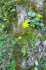 Crocidium multicaule