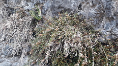 Samolus repens repens