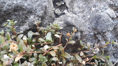 Samolus repens repens