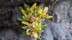 Disphyma australe australe