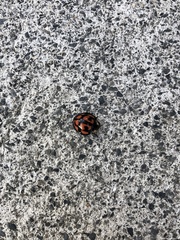 Aiolocaria hexaspilota