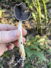 Helvella compressa