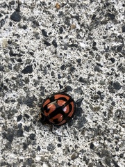 Aiolocaria hexaspilota