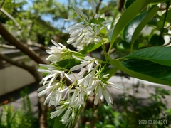 Chionanthus retusus