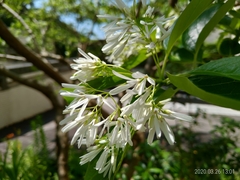 Chionanthus retusus