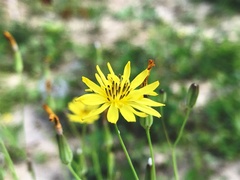 Ixeris chinensis
