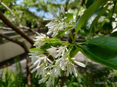 Chionanthus retusus