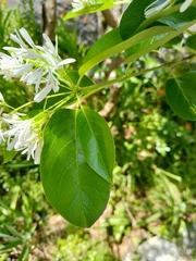 Chionanthus retusus