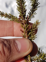 Arceuthobium pusillum