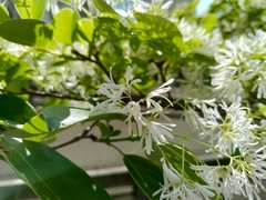 Chionanthus retusus