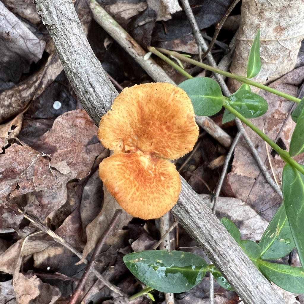 Neofavolus americanus