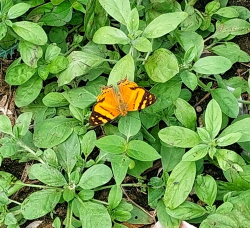 Orange Mapwing