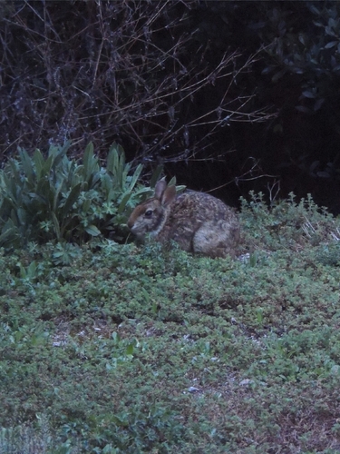 Dice's Cottontail