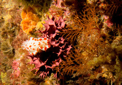 Goniobranchus tasmaniensis