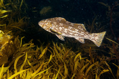 Aplodactylus arctidens
