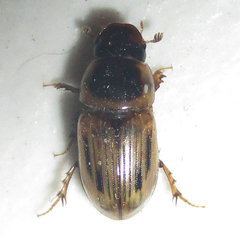 Neocalaphodius moestus