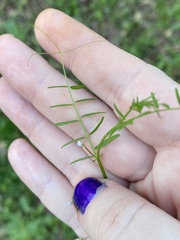 Vicia tetrasperma