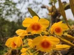 Dendrobium chrysotoxum