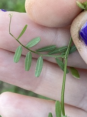 Vicia tetrasperma