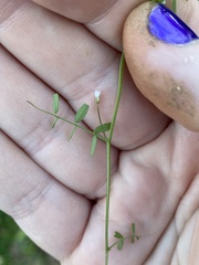 Vicia tetrasperma