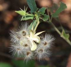 Hibiscus hirtus