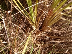 Carex virgata
