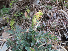 Corydalis ophiocarpa