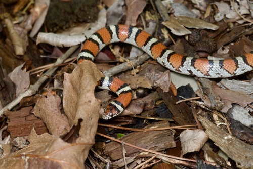 Western Milksnake