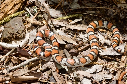Western Milksnake
