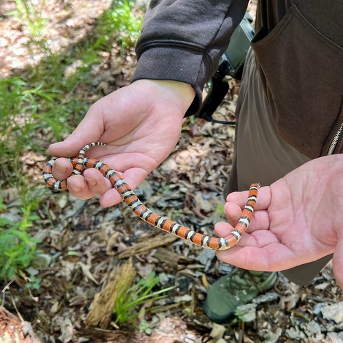 Western Milksnake