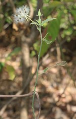 Hibiscus hirtus