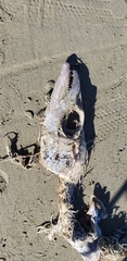 Lepidopus caudatus