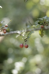 Gymnosporia harveyana