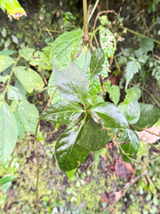 Codonacanthus pauciflorus, photograph (c) Kiwi Shen, some rights reserved (CC BY)