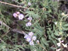 Astragalus nuttallianus