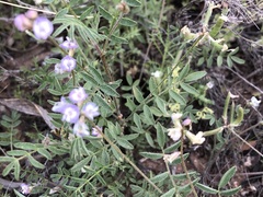 Astragalus nuttallianus