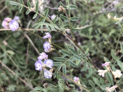 Astragalus nuttallianus