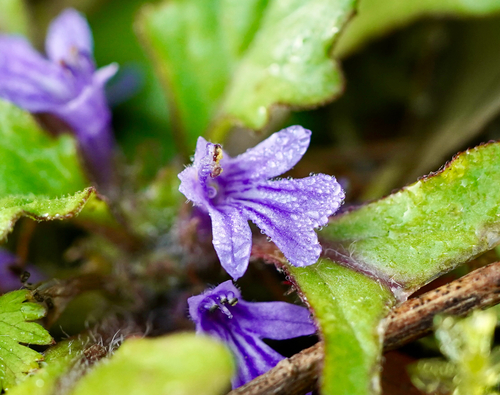 Ajuga decumbens iNat (1)