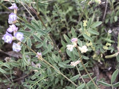 Astragalus nuttallianus