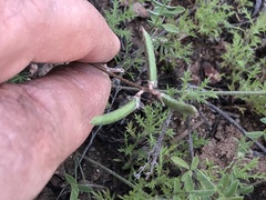 Astragalus nuttallianus