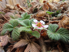 Fragaria hayatae