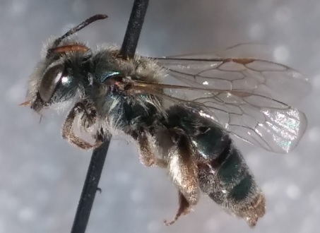 Olivaceous Mining Bee