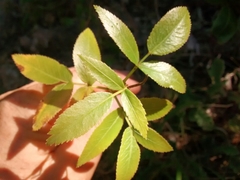Scandia rosifolia