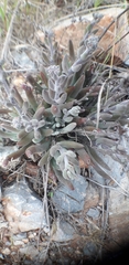 Dudleya attenuata