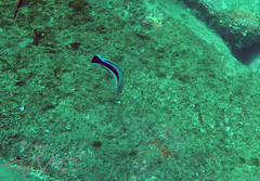 Aspidontus taeniatus