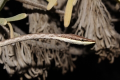 Oxybelis potosiensis