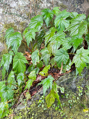 (c) Kiwi Shen, some rights reserved (CC BY) Begonia formosana, photograph (c) Kiwi Shen, some rights reserved (CC BY)