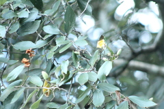 Luehea divaricata, photograph (c) Paulo C. O. Cunha, some rights reserved (CC BY)