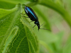 Lebia (Lebia) viridis image